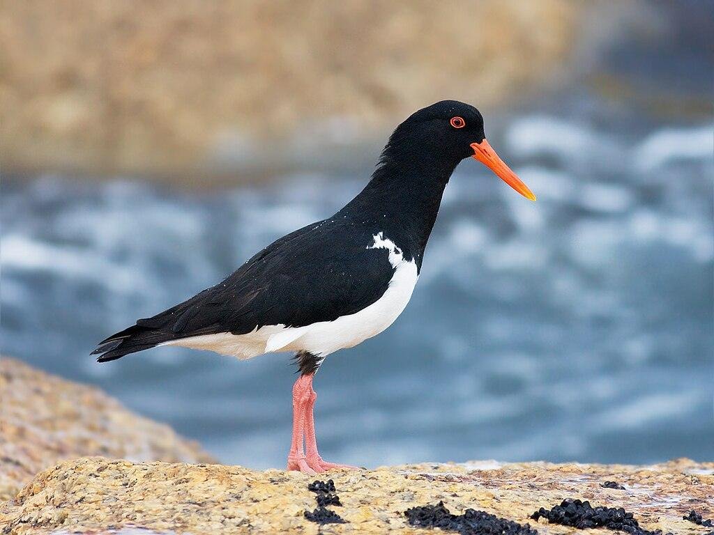 1024px Haematopus longirostris 2