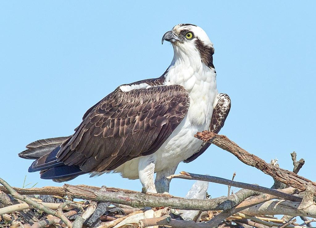 Osprey perched on a nest made of twigs against a clear blue sky.