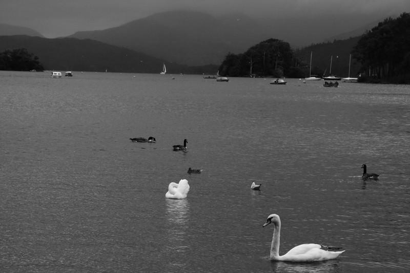 Black and white image of a lake with swans and ducks floating on the water, surrounded by hills and trees with boats in the distance.