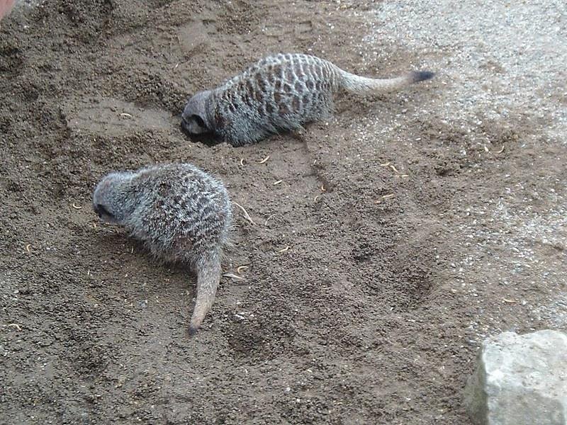 Two meerkats digging in the sandy soil.