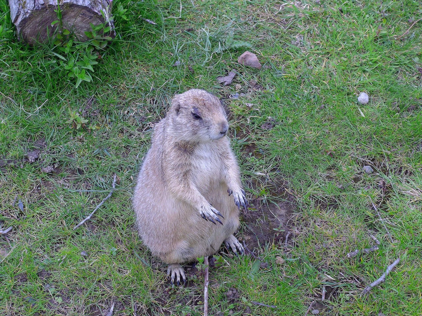 A prairie dog standing upright on grass.