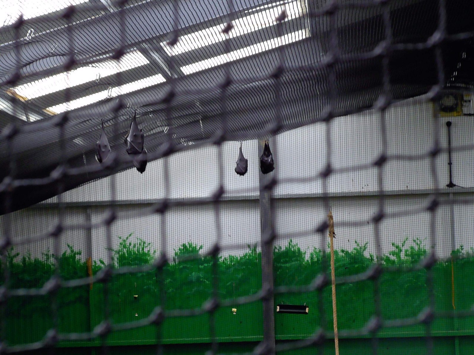 Bats hanging upside down behind a netted enclosure.