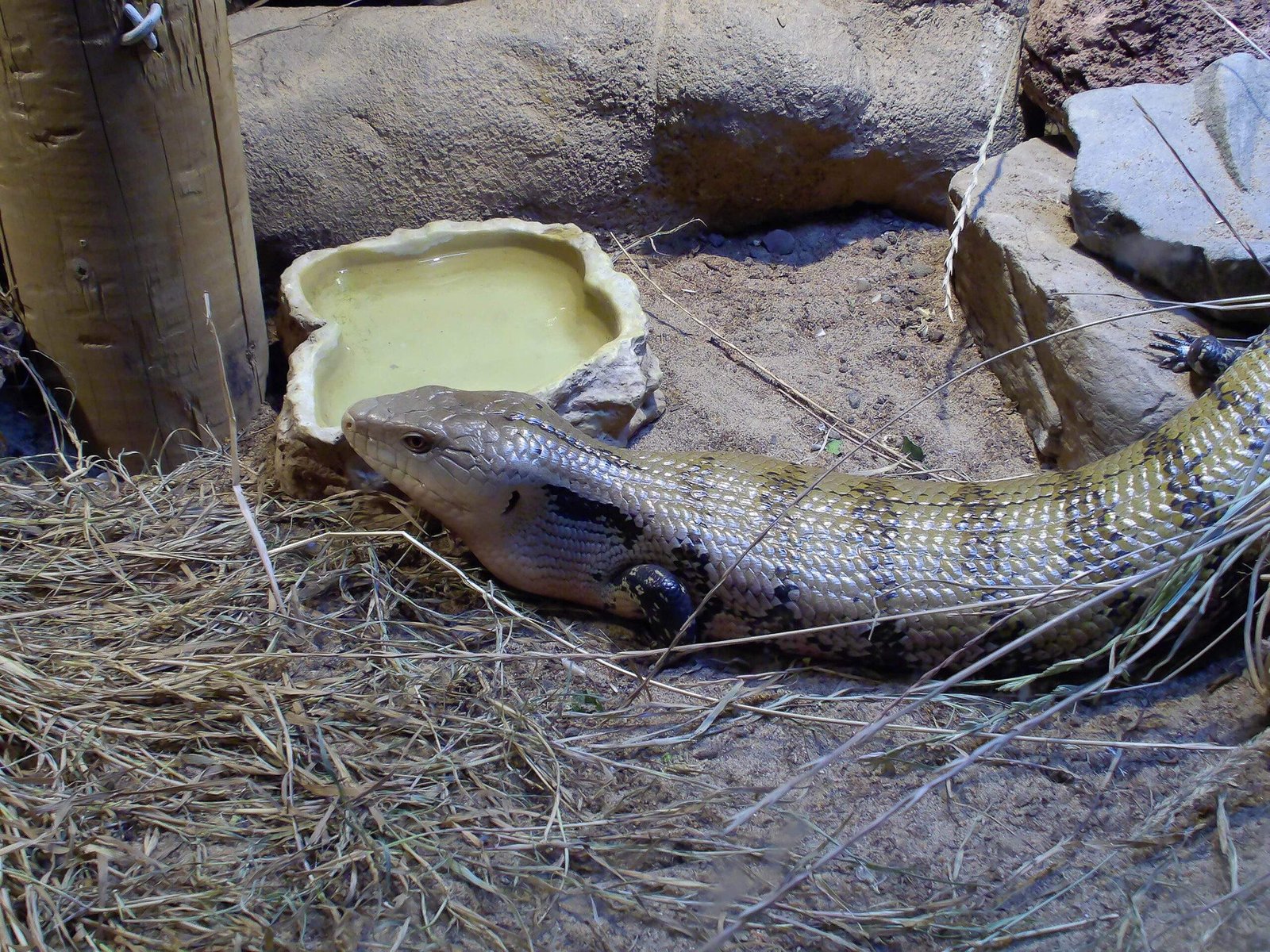 A blue-tongued skink lizard resting on dry grass and soil next to a small water dish inside its enclosure.