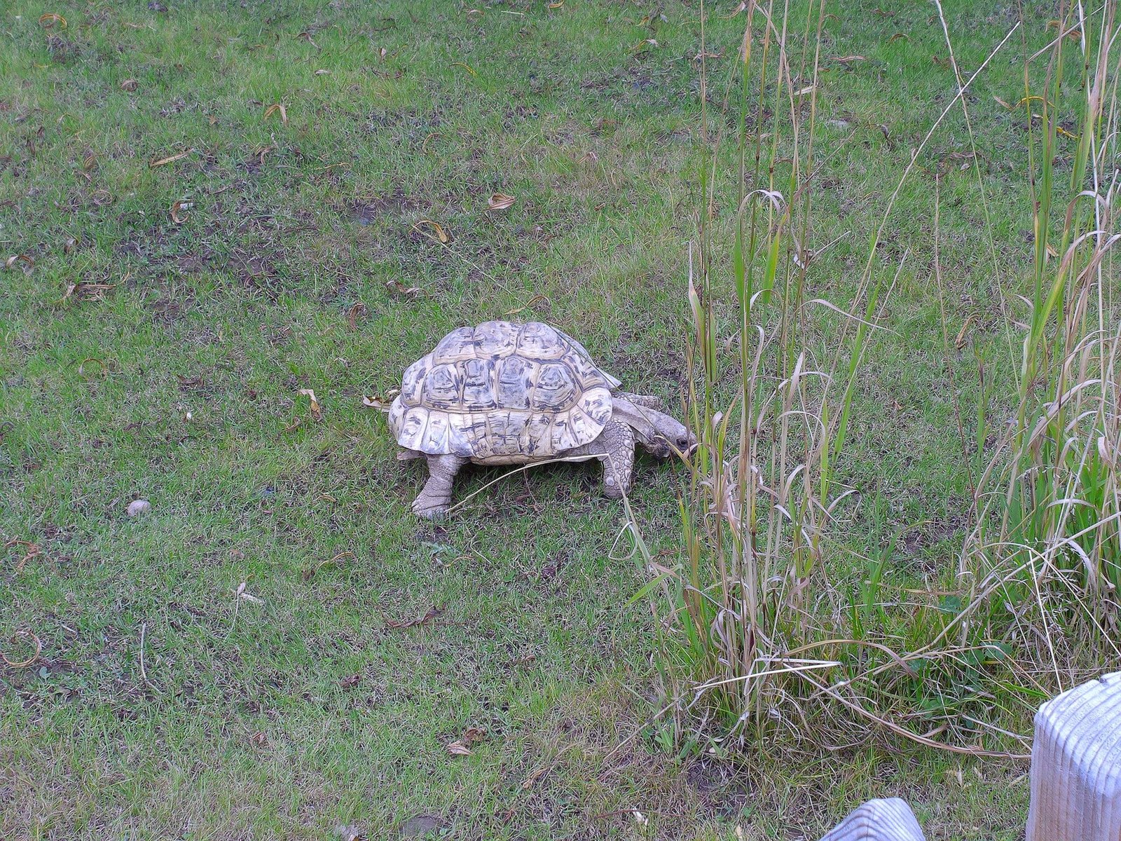 A tortoise walking on grass near some tall, dry plants.