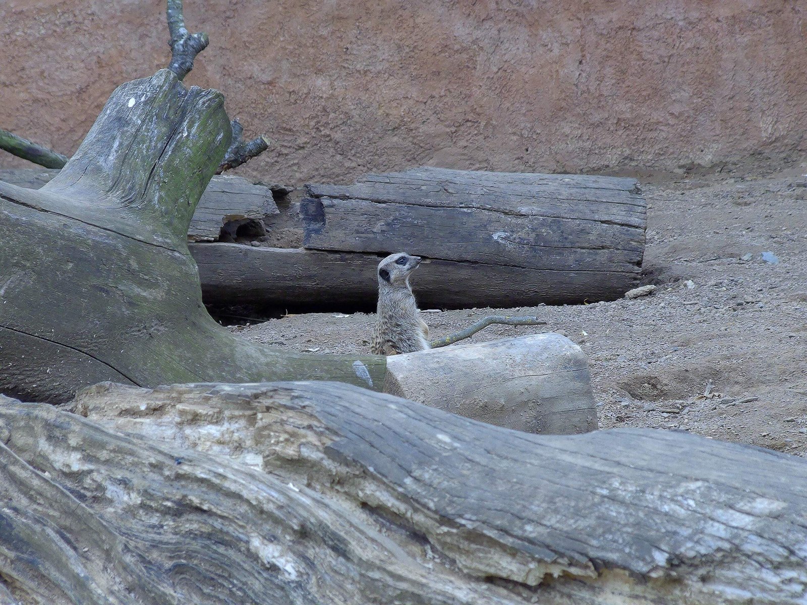 Meerkat peeking out of a burrow in an enclosure with logs and dirt.