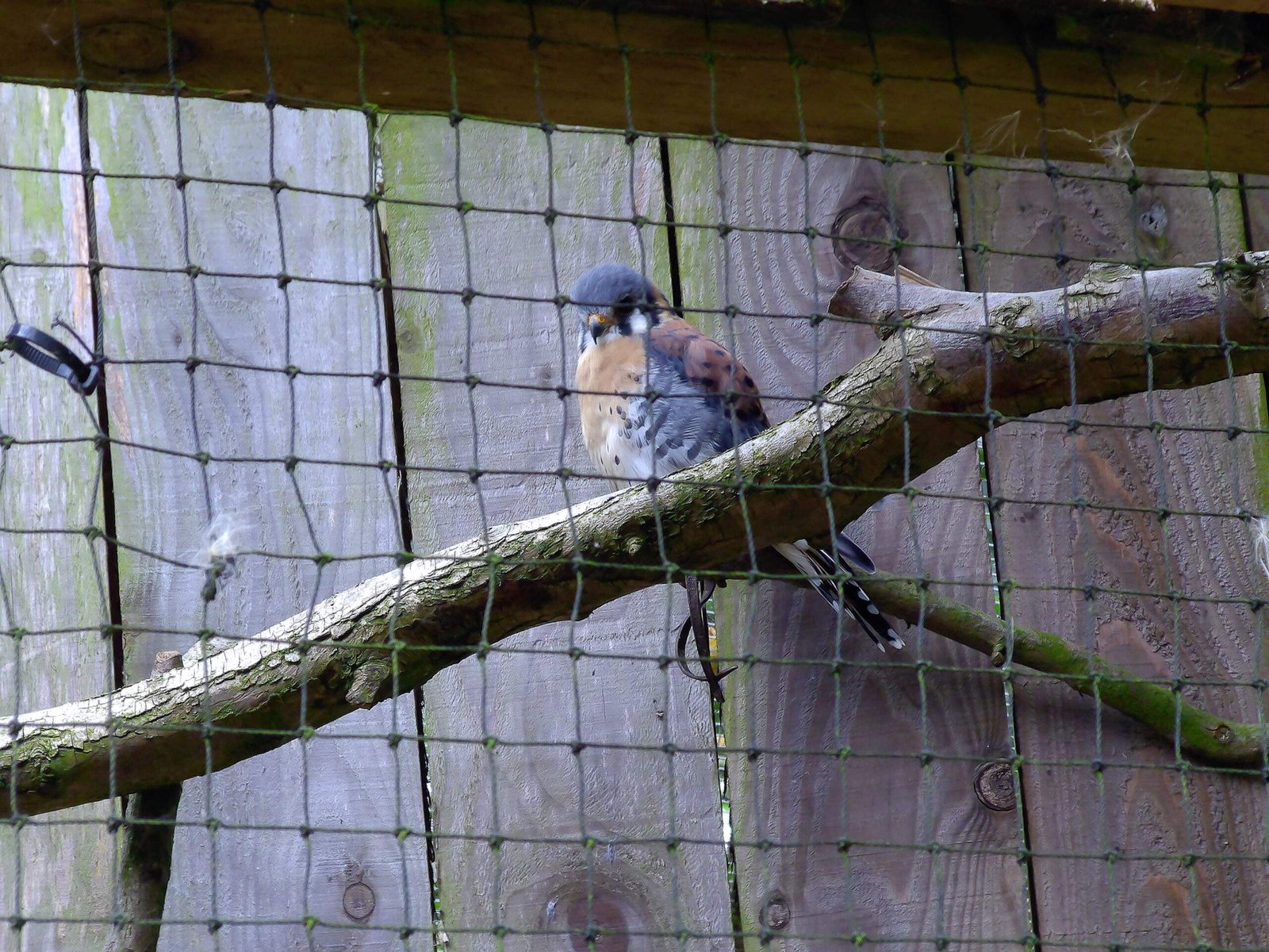 A bird perched on a branch inside an enclosure with netting.