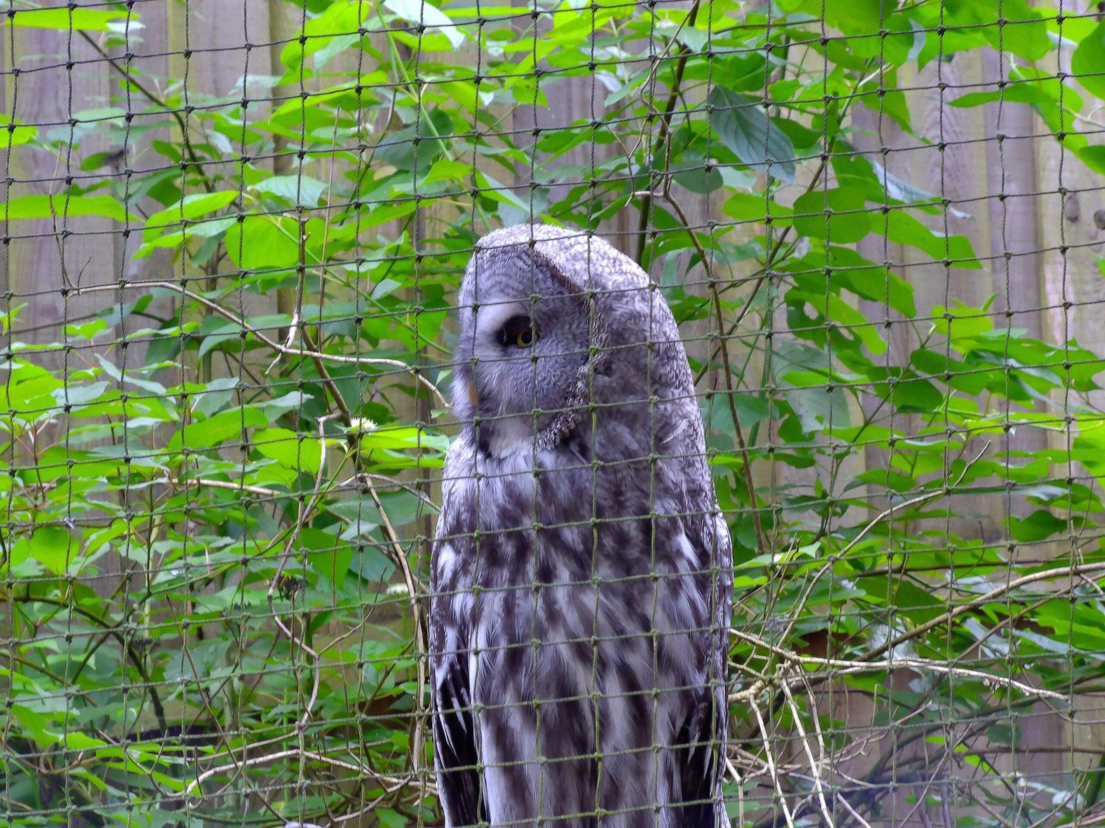 Grey owl standing behind a mesh fence with green leaves in the background.