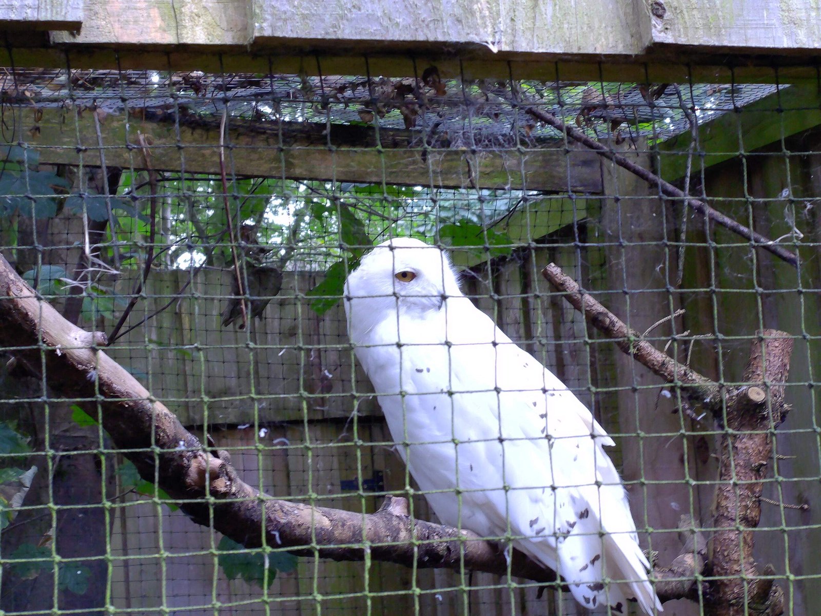 White owl perched on a branch inside a cage, surrounded by a wooden enclosure.