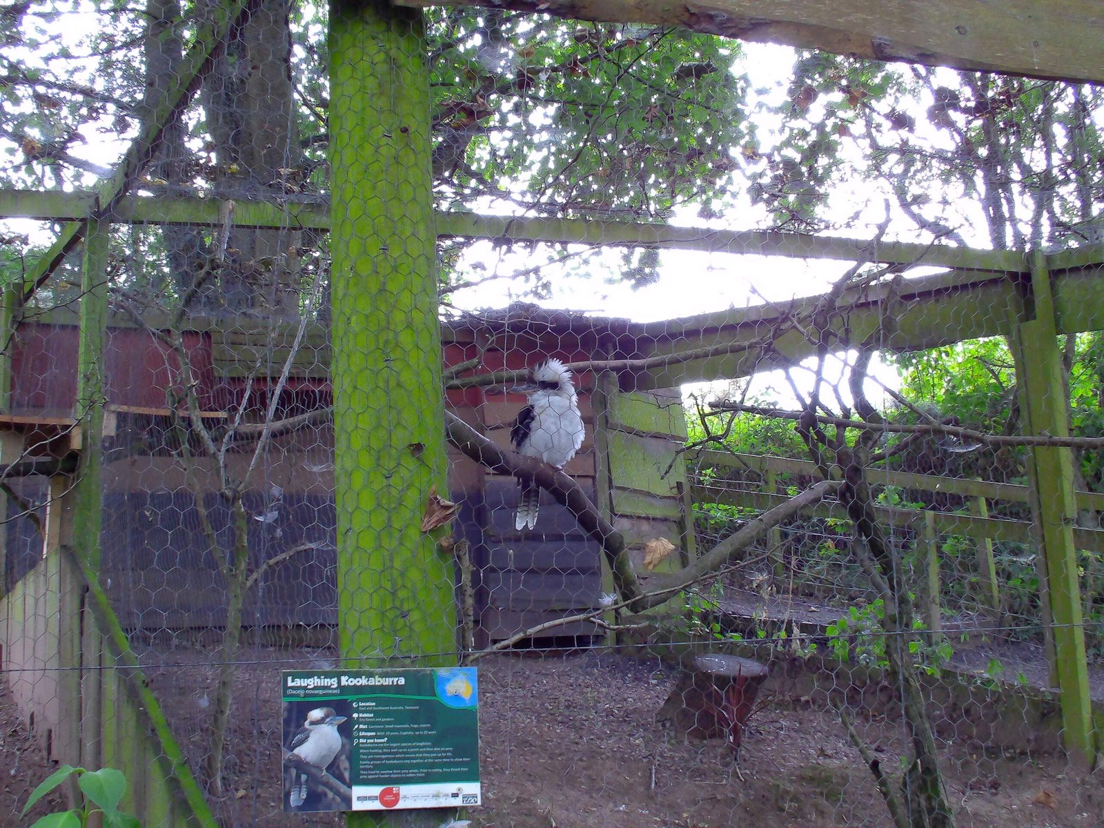 A Laughing Kookaburra perched inside a wire-mesh enclosure, with vegetation and a wooden structure in the background. A sign with information about the Laughing Kookaburra is visible in the foreground.