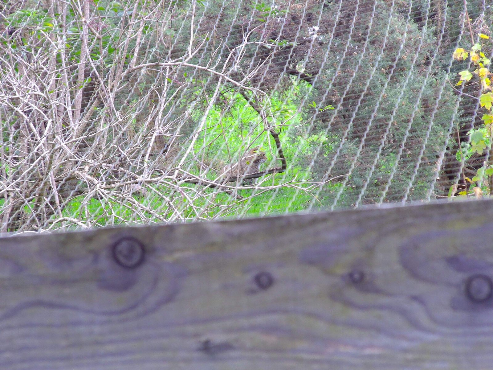 Chain-link fence with a wire mesh panel, trees, and greenery in the background.