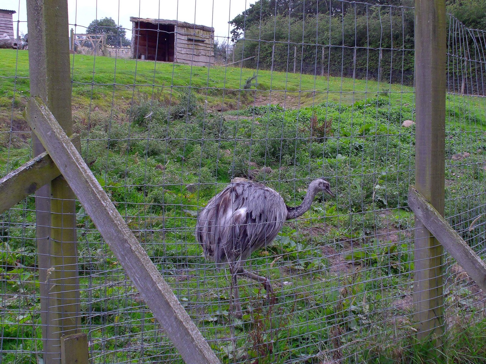 A large bird with grey plumage standing behind a wire fence in a grassy enclosure.