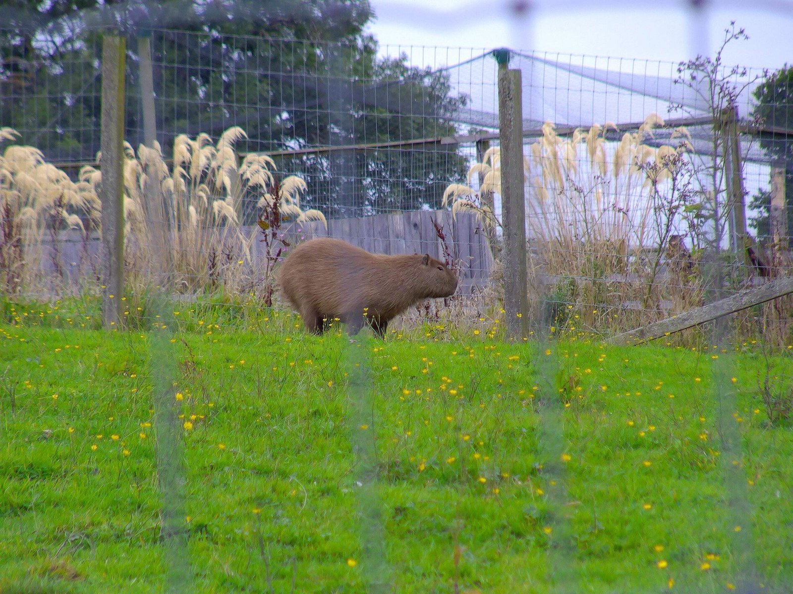 Capybara standing in a grassy enclosure with tall plants, fenced with wire mesh under a cloudy sky.