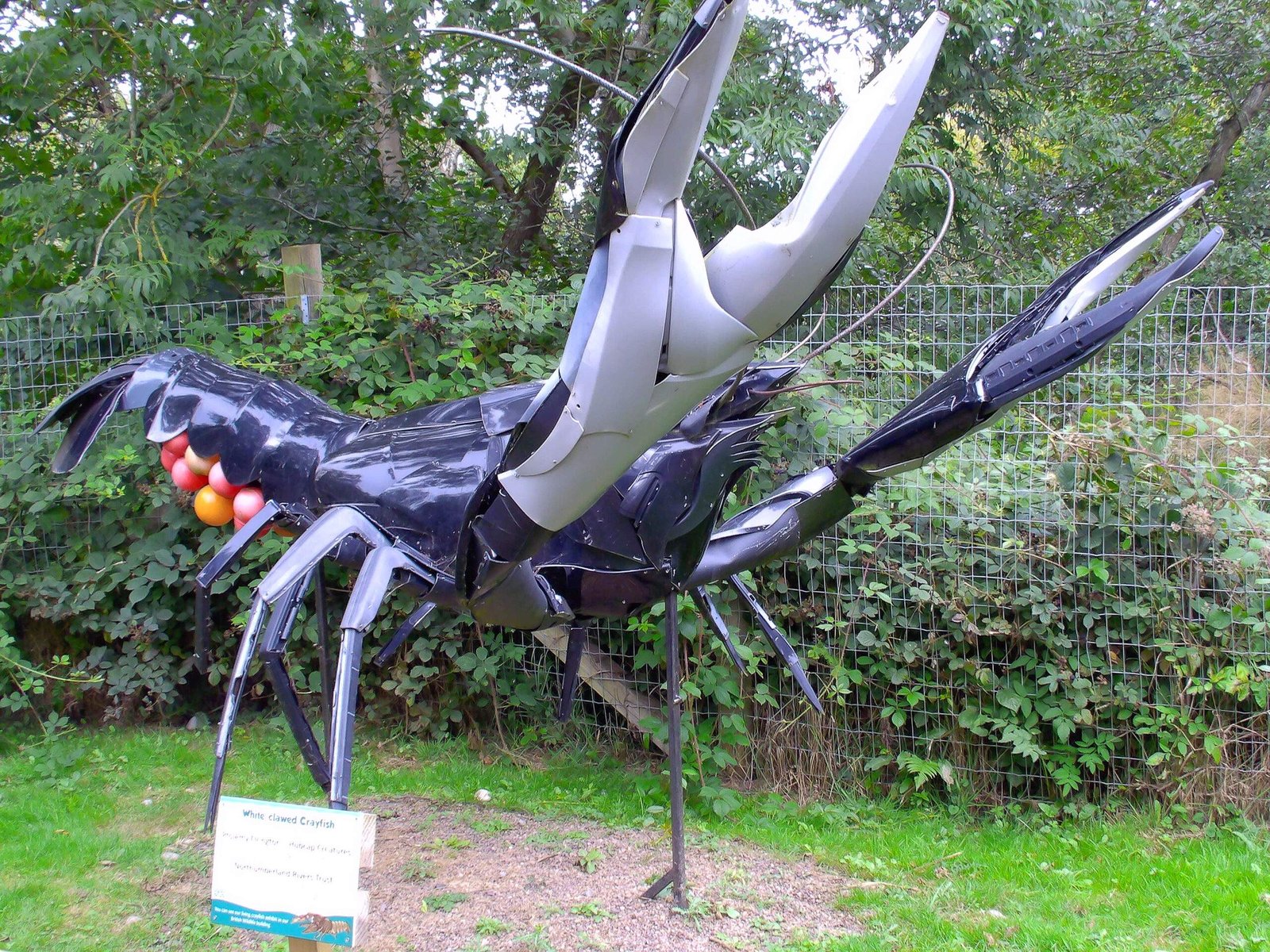 Large metal sculpture of a crayfish located outdoors near trees and bushes, with a sign reading "White Clawed Crayfish" and some additional information below it.