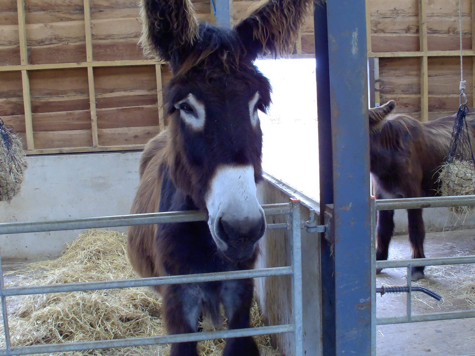 Northumberland Country Zoo | A donkey stands behind a metal gate inside a barn, with straw bedding on the floor and hay nets hanging nearby.