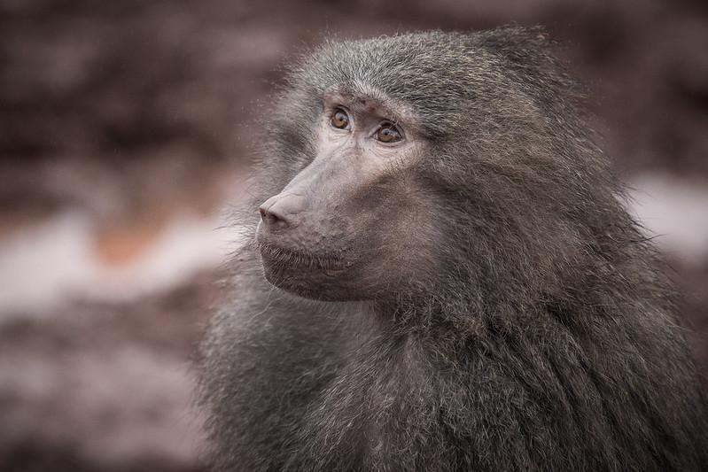 South Lakes Safari Zoo | Close-up of a baboon with a neutral expression, displaying its thick fur and distinctive facial features.