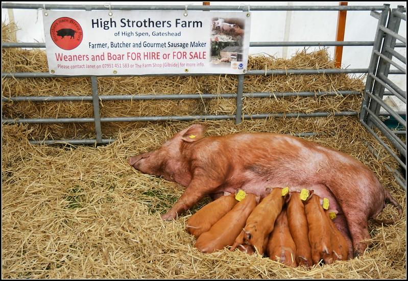 Sow lying in hay with a litter of piglets nursing, under a sign for High Strothers Farm advertising weaners and boar for hire or for sale.