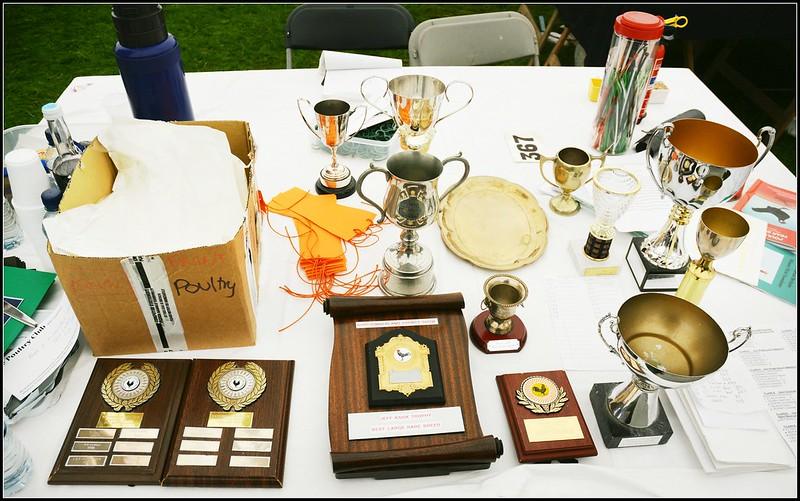 The Northumberland County Show | Various trophies, plaques, and awards displayed on a white table.