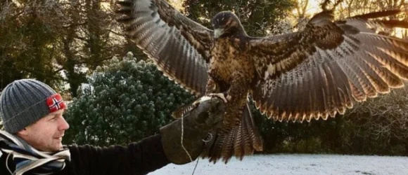 A person wearing a grey beanie hat and black glove holds a large bird of prey with outstretched wings. Trees and a lightly frosted landscape are in the background.