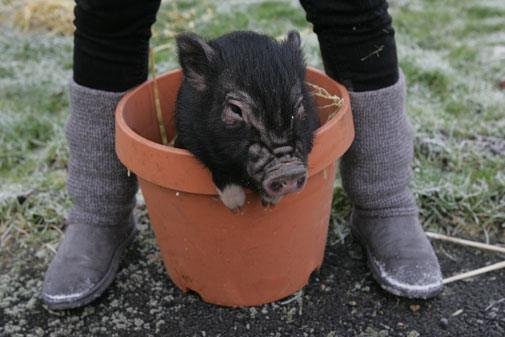 A small piglet sitting inside a large orange flower pot with a person standing behind it.