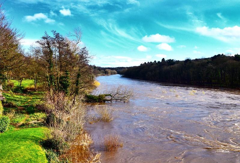 Corbridge | A river with high water levels flowing through a forested area under a bright blue sky with scattered clouds. Trees and shrubs line the riverbank on the left side, with green grass visible.