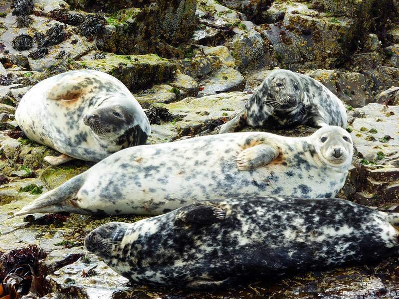 Four grey seals resting on rocky terrain.