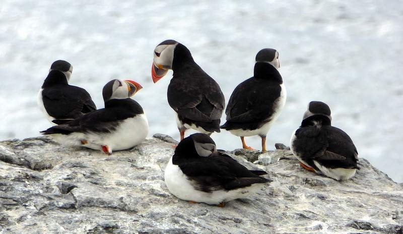 A group of puffins perched on a rocky surface.