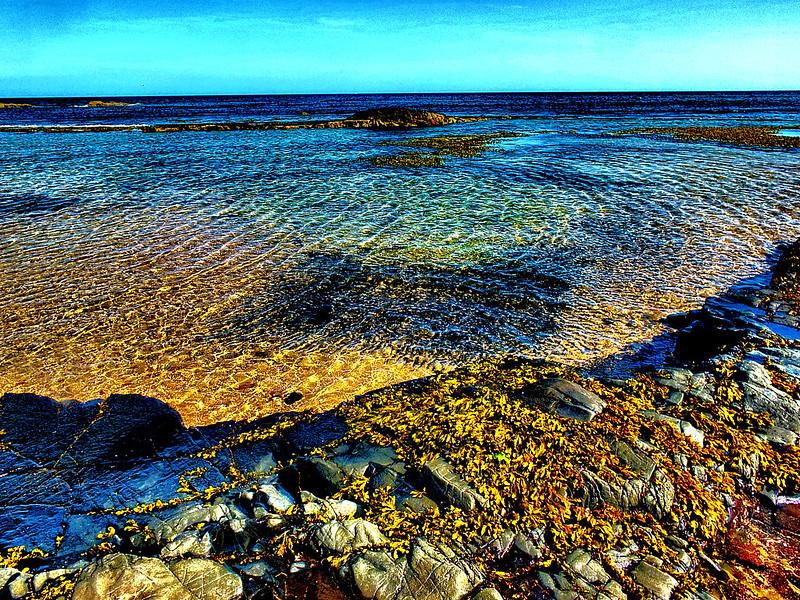 Coastal scene with clear blue water, scattered seaweed, and rocky shore under a bright blue sky.