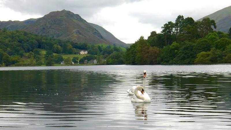 Grasmere Lake, Cumbria | Swan swimming on a lake with mountains and trees in the background.