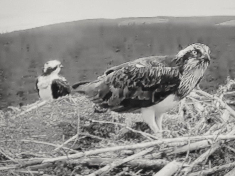 Two ospreys on a nest made of twigs, with a blurred landscape in the background.