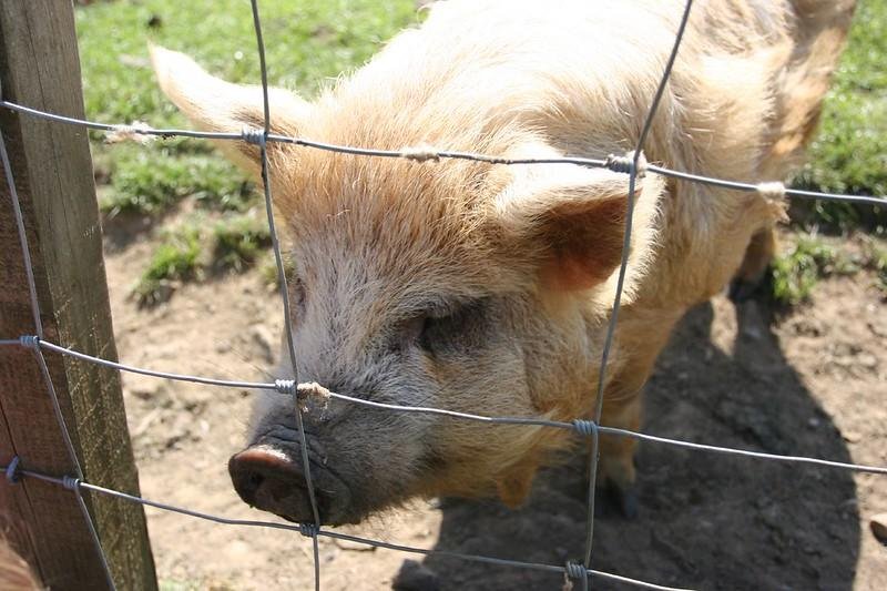 A pig behind a wire fence in a grassy area.