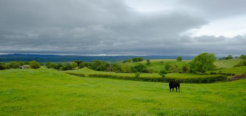 A black cow standing in a lush green field under a cloudy sky with rolling hills and trees in the background.