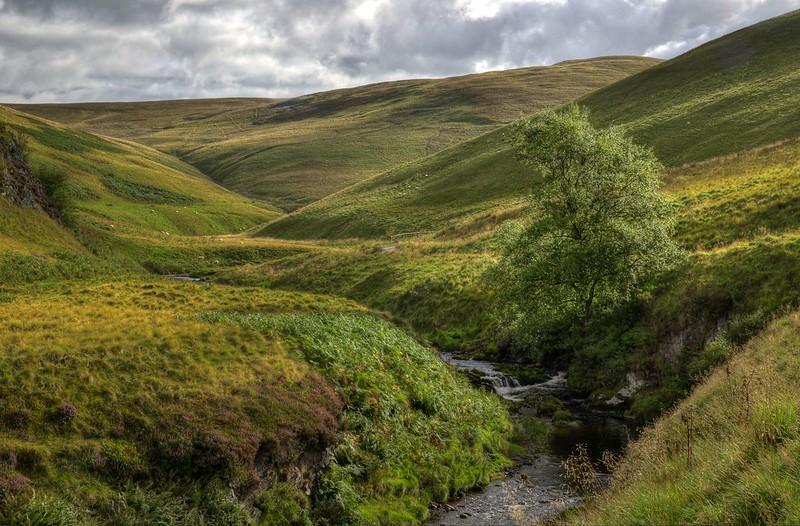 The Cheviot Hills, Northumberland | Hilly landscape with lush green grass, a solitary tree, and a small stream running through a narrow valley.