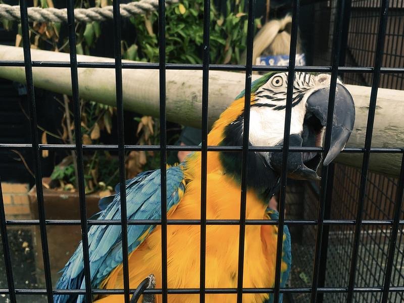 Whitehouse Farm Centre | Blue and yellow macaw in a cage.