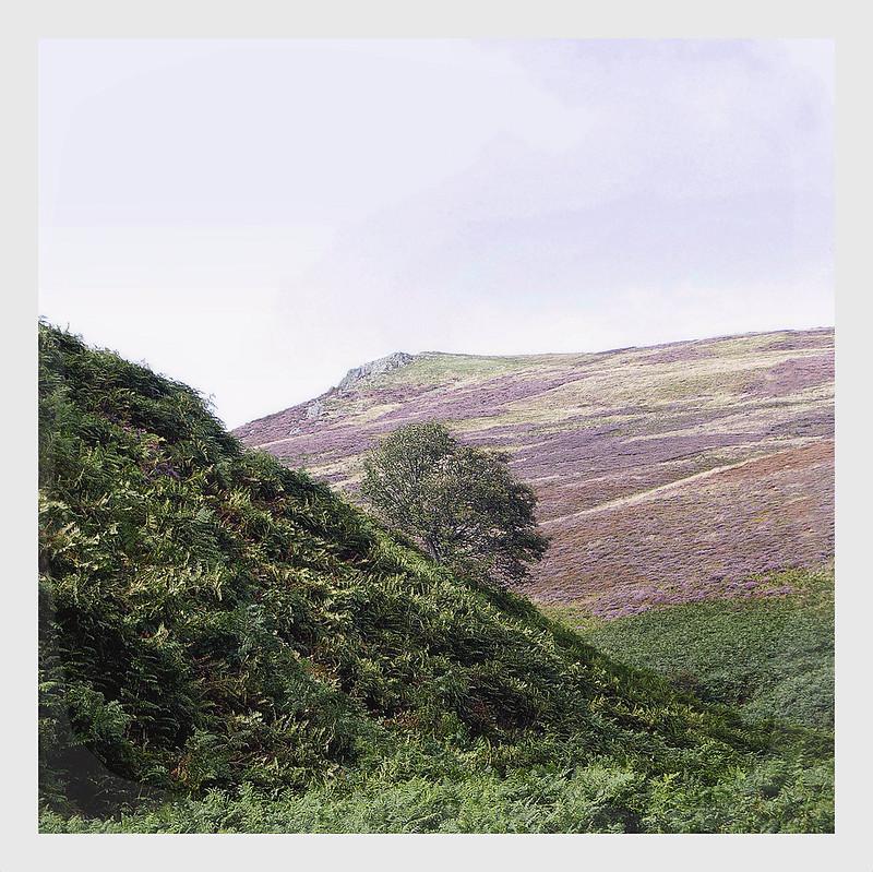 A lone tree on a hillside covered in green ferns, with a background of rolling hills and a cloudy sky.