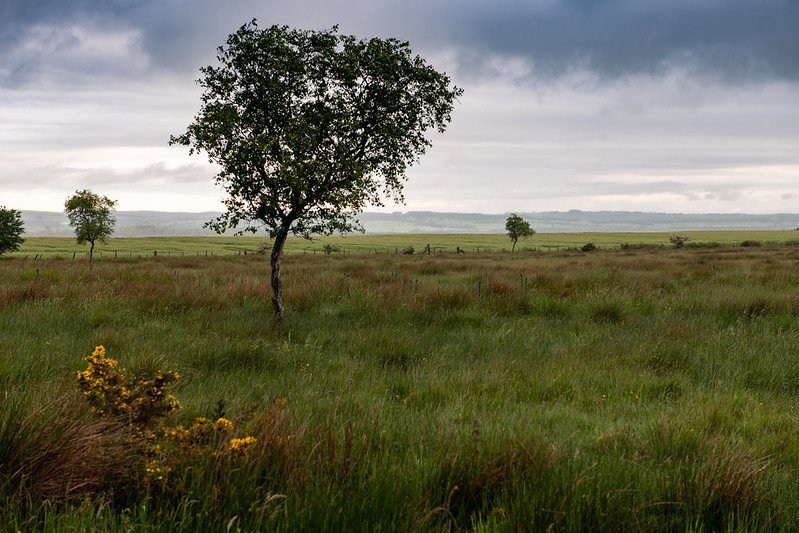 A solitary tree stands in a vast, grassy field under a cloudy sky.