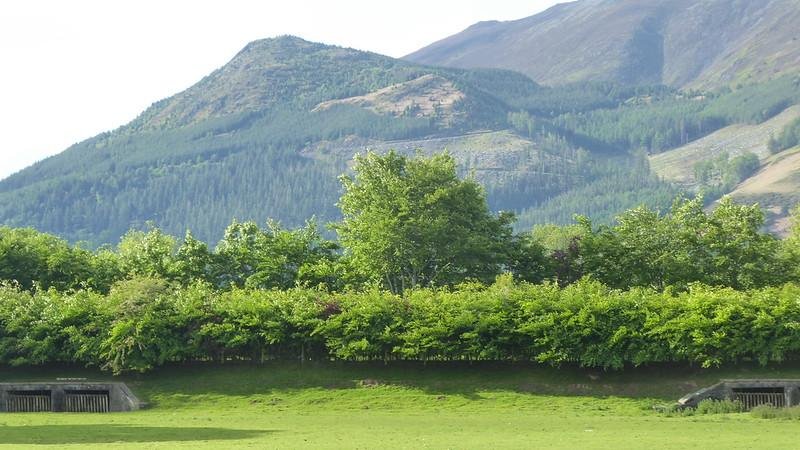 Green hedge with a tree in front of hills and a mountain in the background.