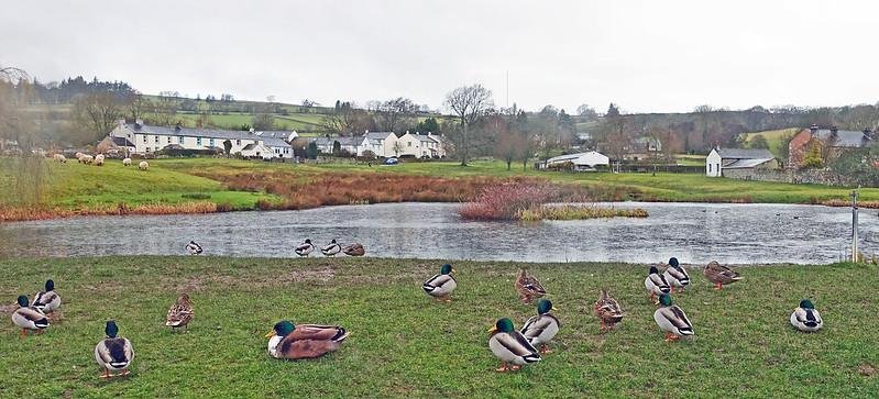 Ducks resting on the grassy bank of a pond with a village and countryside in the background.