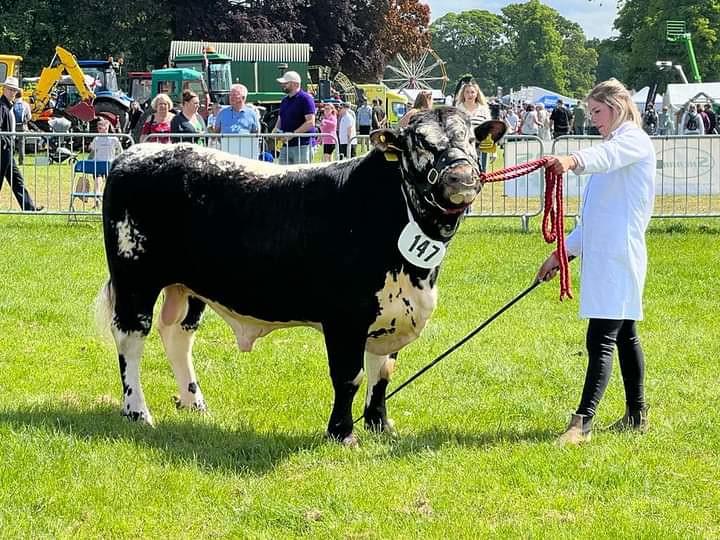 A person in a white coat is leading a black and white bull with a tag number 147 at an outdoor event, with a crowd and agricultural machinery in the background.