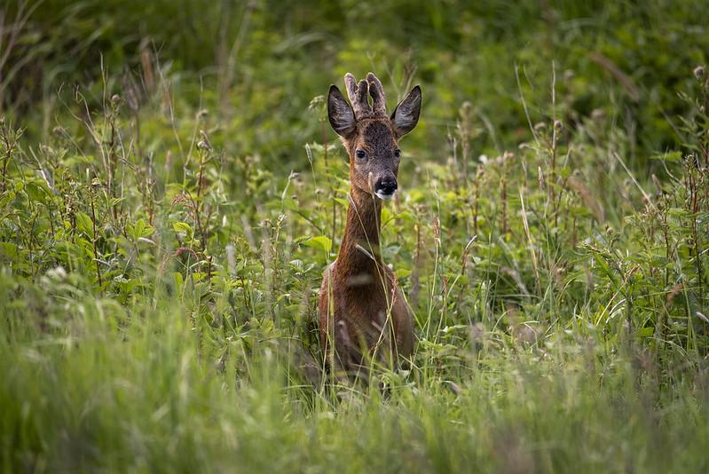 A young deer with small antlers standing in tall green grass and vegetation.