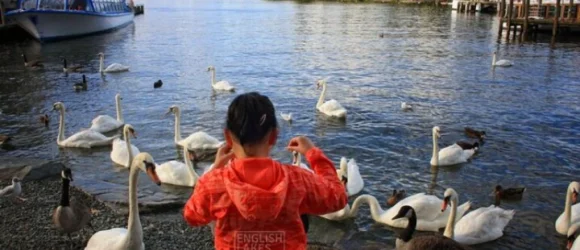 Person in a red jacket feeding swans and ducks by a lakeside with boats and greenery in the background.