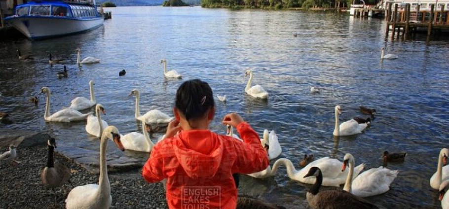 Person in a red jacket feeding swans and ducks by a lakeside with boats and greenery in the background.