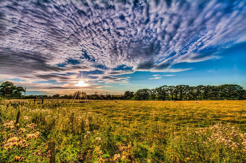 Sun setting over a grassy field with scattered wildflowers, a row of trees in the background, and a dramatic sky with scattered clouds.