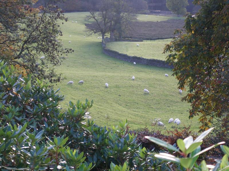 Near Sawrey, Cumbria | Hilly green field with scattered grazing sheep, surrounded by trees and shrubs, and a stone wall running through the middle.