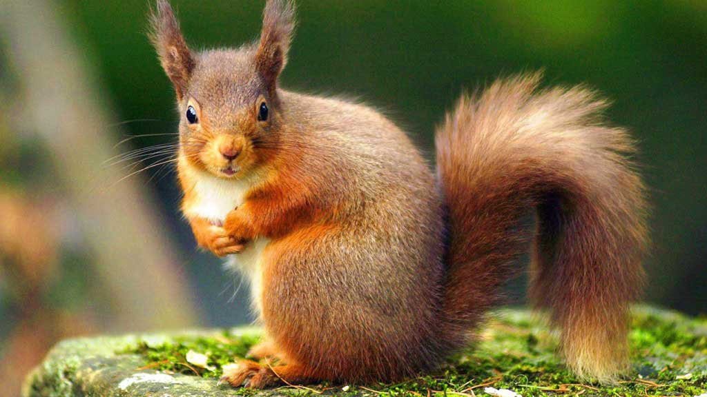 Close-up of a red squirrel with bushy tail sitting on a moss-covered surface in a natural outdoor setting