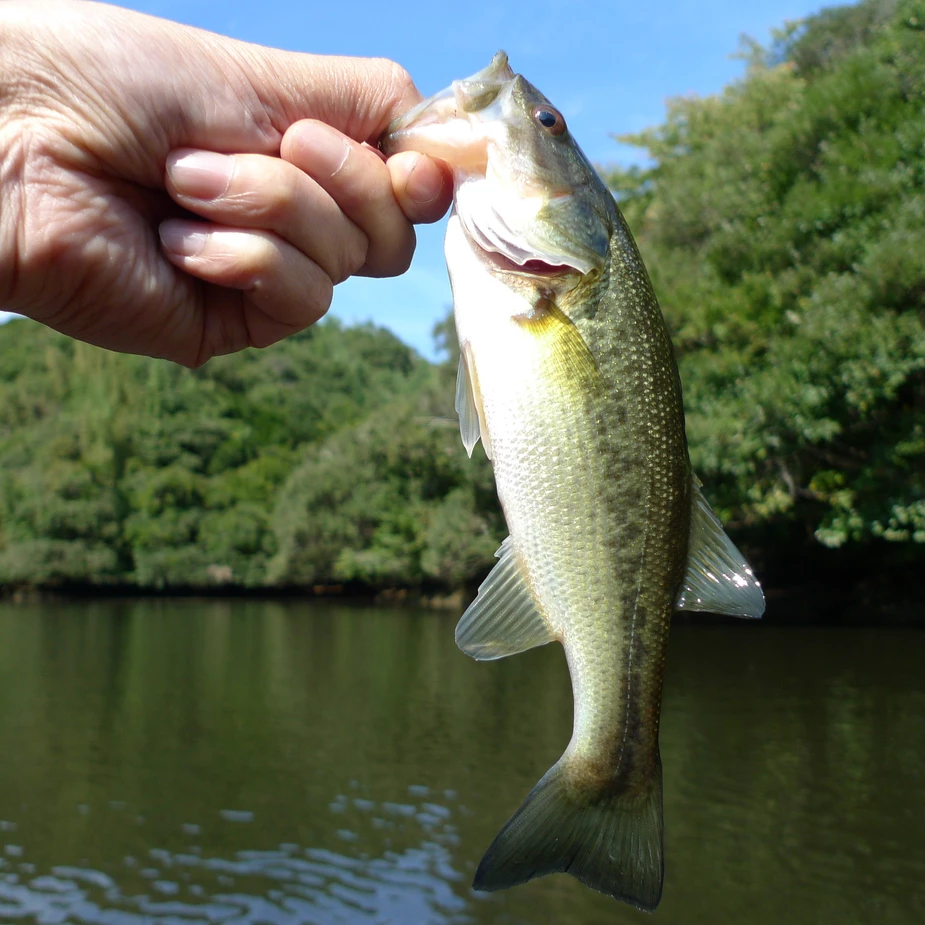 Hand holding a small fish by its mouth over a body of water with trees and blue sky in the background
