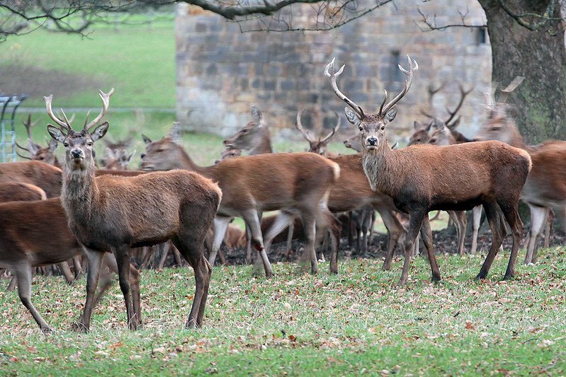 Group of red deer with two stags prominently in the foreground, standing on grass with a stone wall and tree in the background