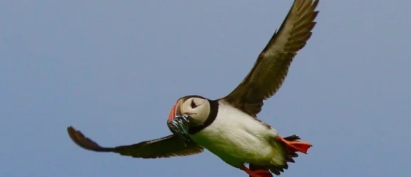 Puffin in flight with fish in its beak.