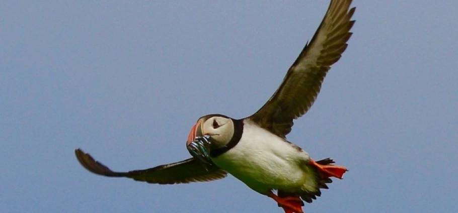 Puffin in flight with fish in its beak.