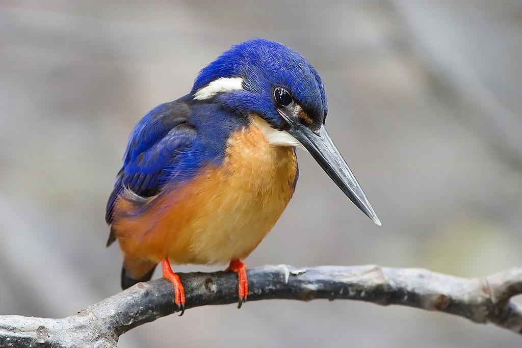 Kingfisher bird with blue and orange plumage perched on a branch.