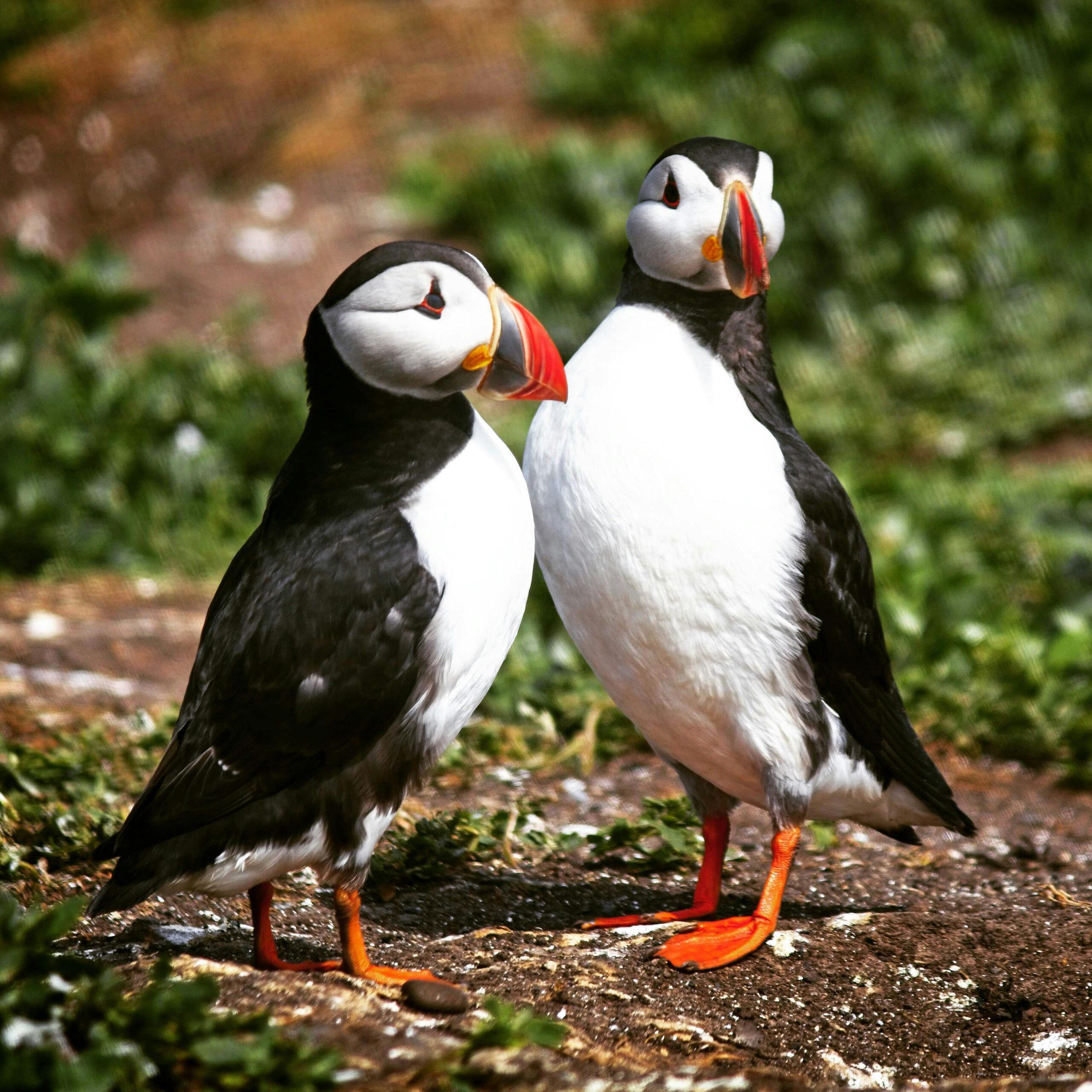 Puffins at Coquet Island